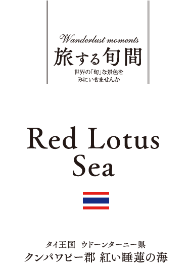 タイ王国  ウドーンターニー県　クンパワピー郡 紅い睡蓮の海