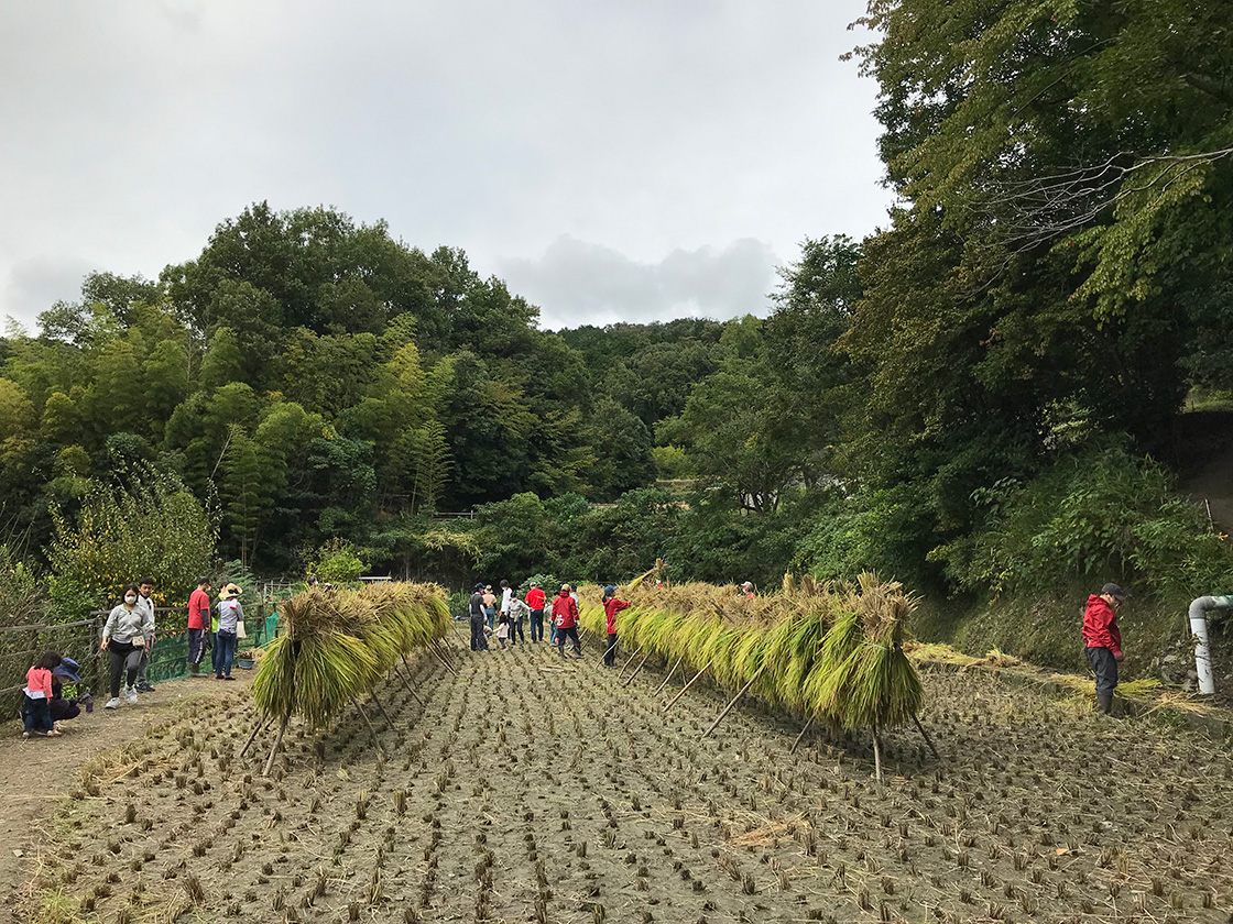 【お米の収穫祭】稲刈り＆サツマイモ掘り体験会