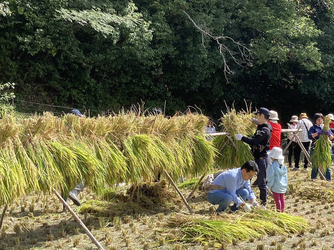 【お米の収穫祭】稲刈り＆サツマイモ掘り体験会