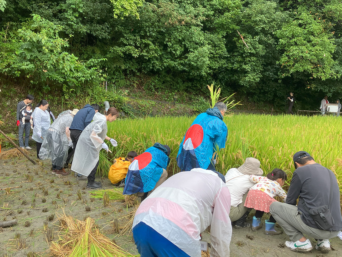 稲刈り&さつまいも掘り体験会2025
