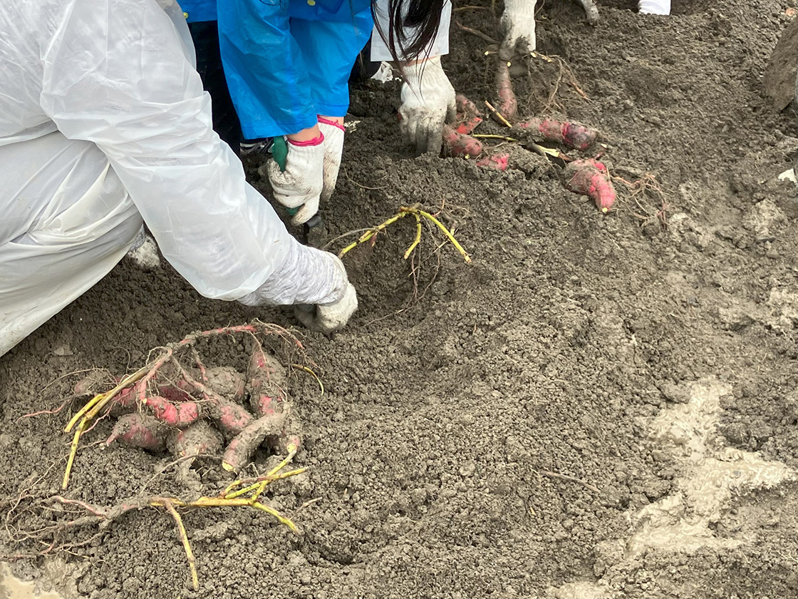 稲刈り&さつまいも掘り体験会2025