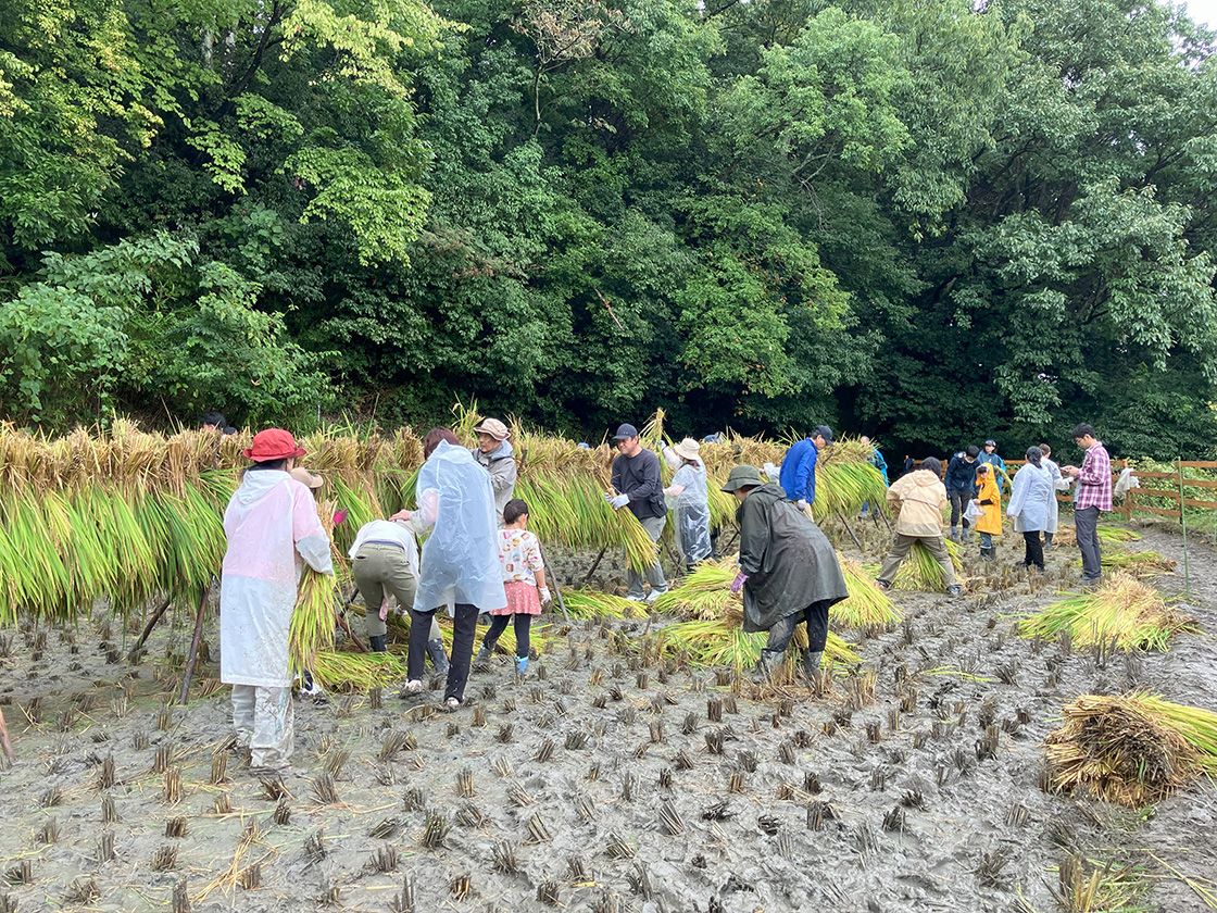 稲刈り&さつまいも掘り体験会2025