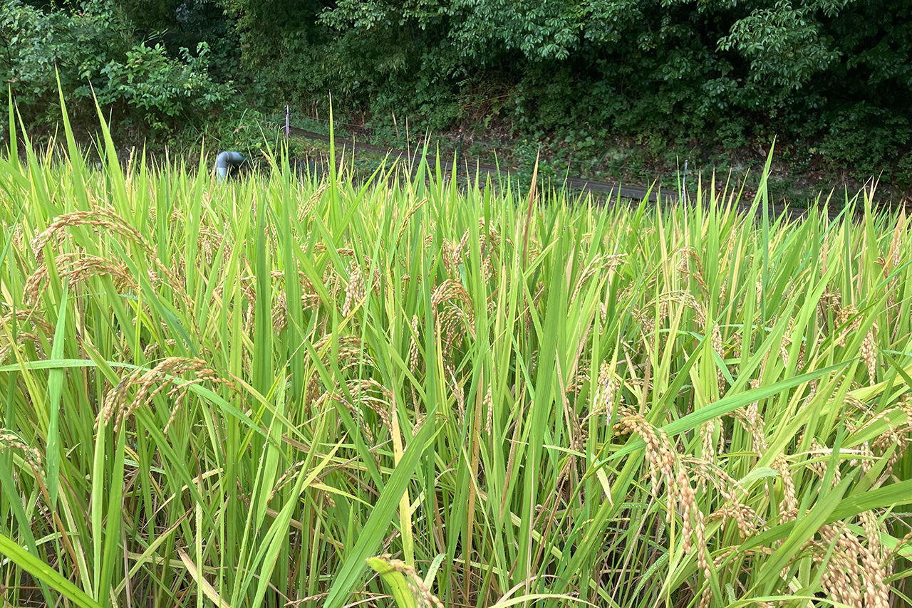 稲刈り＆さつまいも掘り体験会2025