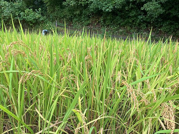 稲刈り＆さつまいも掘り体験会2025