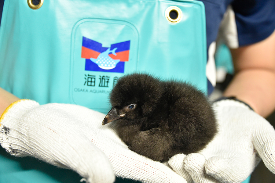 「海遊館」のエトピリカのふ化直後のひな。もふもふの羽がいかにもベイビー！ 写真提供／海遊館