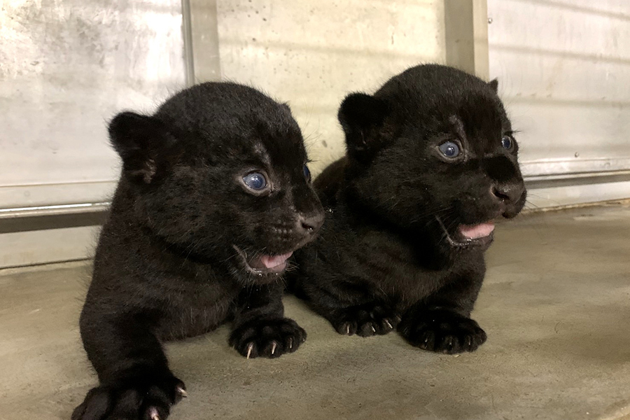 「王子動物園」のジャガーの双子。ジャガーといえば黄褐色に黒の斑紋が多いけれど、2頭はお父さんのアトスと同じ黒変種。 写真提供／神戸市立王子動物園