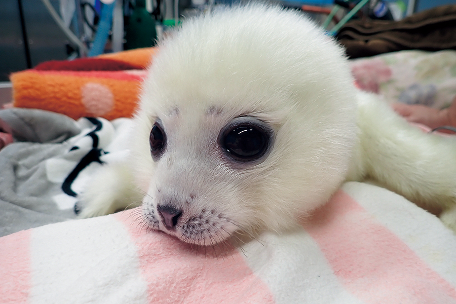 「海遊館」のミゾレ、生後3日目の様子。もふもふの毛がたまらん！ 写真提供／海遊館