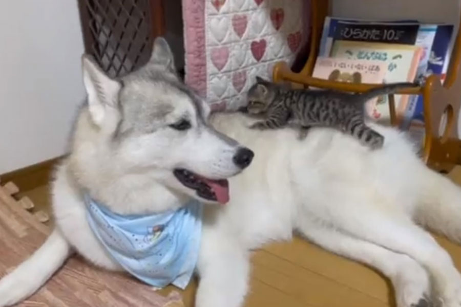 子猫が上に乗る様子を見守るユキちゃん（提供：かもしかさん@b09a2032c）